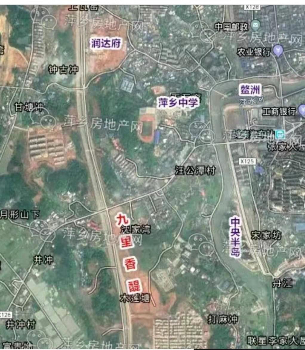 九里香醍实景图
